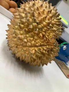 タイ産金枕ドリアン 訳あり品 5kg - メルカリ