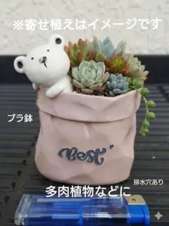 クマのプラ鉢 植木鉢 多肉植物 観葉植物のサムネイル