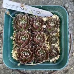 センペルビュウム サンドロップ - メルカリ