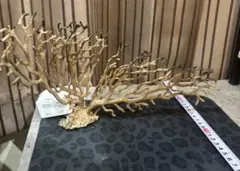 国産天然サンゴ 珊瑚原木 桃色イソバナ珊瑚 無加工 今年度採取 - メルカリ