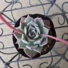 だいすけ様 リクエスト 3点 まとめ商品