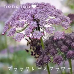 ダウカスダーラ❤︎ブラックレースフラワーのサムネイル