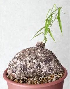 【激レア/超大株/塊根植物】アデニア ペナンギアナ 鉢植え 中株 激レア/塊根植物】アデニア ペナンギアナ 鉢植え 大株 - メルカリ