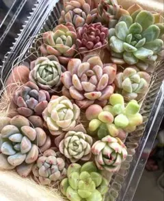 エケベリア 16苗セット 韓国苗 多肉植物 名前付き 根付き 詰め合わせ