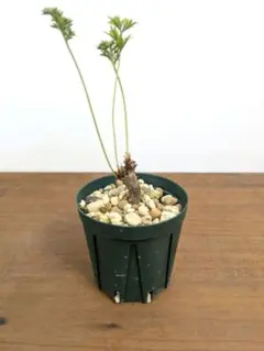 2026年最新】ペラルゴニウムの人気アイテム - メルカリ