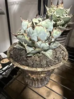 2026年最新】オテロイ 実生 斑入りの人気アイテム - メルカリ