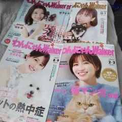 チワワ・ジャップ・Jr ハピカ わんちゃんわんわんねこにゃんにゃん