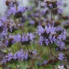 保育家庭菜園士コロッケ様 リクエスト 8点 まとめ商品