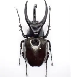 kanze様 リクエスト 2点 まとめ商品