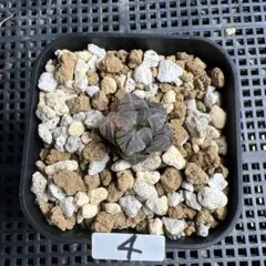 た*ろ様 4 ハオルチア・ハオルシア　オブツーサ錦 水中月錦