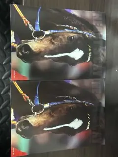 競馬 ハーツクライ ポストカード