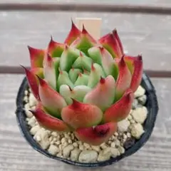 stck_k様 リクエスト 3点 まとめ商品