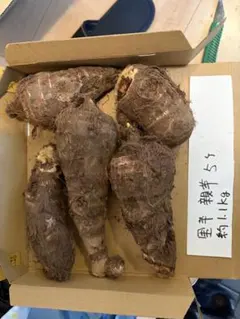 里芋　親芋の種芋　(農薬不使用) コンパクト　1.1kg