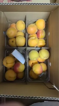 3キロ農薬不使用 冷凍あんず 真空パック - メルカリ