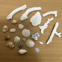 珊瑚&貝殻21点セット アクアリウムやインテリアに