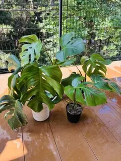 2025年最新】ボルシギアナの人気アイテム - メルカリ