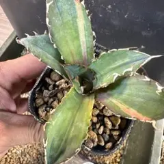 2026年最新】白鯨錦の人気アイテム - メルカリ