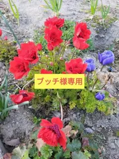 原種アネモネ　幻しのアネモネ　コロナリア　フローレブレノ 2025年最新】アネモネコロナリアの人気アイテム - メルカリ