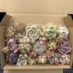 しのママ様 リクエスト 2点 まとめ商品