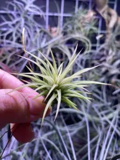 2025年最新】イオナンタ アルボの人気アイテム - メルカリ