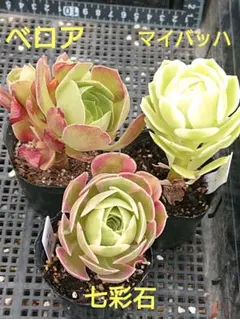 2026年最新】観葉植物 アエオニウムの人気アイテム - メルカリ