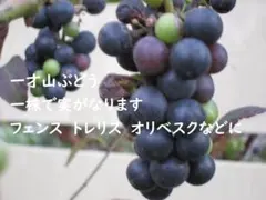 ハナハナ様 リクエスト 2点 まとめ商品