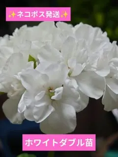 2026年最新】苗の人気アイテム - メルカリ