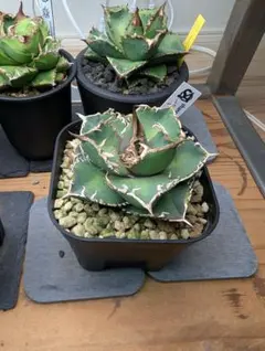 2026年最新】アガベコブラの人気アイテム - メルカリ