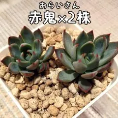 2026年最新】おらいさん苗 赤鬼の人気アイテム - メルカリ
