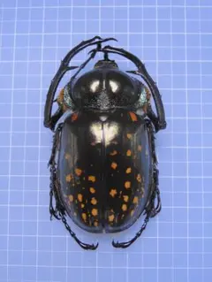 2026年最新】テナガコガネ 標本の人気アイテム - メルカリ