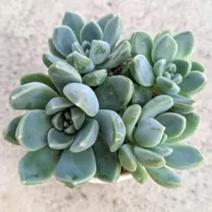 多肉植物 4株セット だるま秋麗 抜き苗 - メルカリ