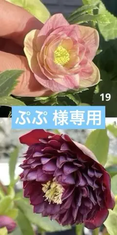 ぷぷ 様専用です。クリスマスローズ2年生苗のサムネイル