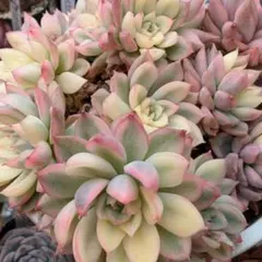 多肉植物　女雛錦　群生 楽天市場】農園直売 多肉植物 寄せ植え エケベリア属 女雛錦 （群生