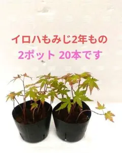 2026年最新】イロハモミジの種の人気アイテム - メルカリ
