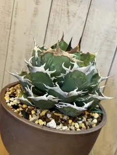 2026年最新】アガベ 子株 セットの人気アイテム - メルカリ