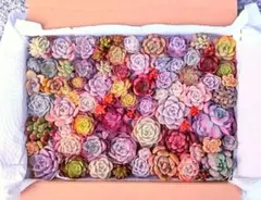 ♡紅葉⑦激チビ苗&チビ苗&小苗 多肉植物人気の韓国苗入りエケベリアカット苗セット