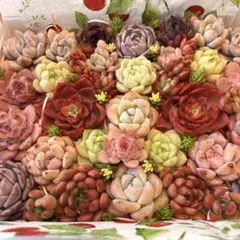 多肉植物⭐︎寄せ植えカラフルセット⭐︎ネコポス発送⭐︎