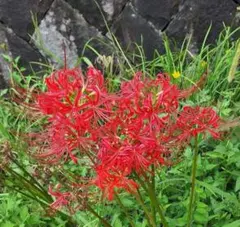 赤花ネムノキ ヒネム ①ベニゴウカン 観葉植物 - メルカリ