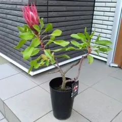 花芽付き 花苗 キングプロテア リトルプリンス ５号鉢 オージープランツのサムネイル