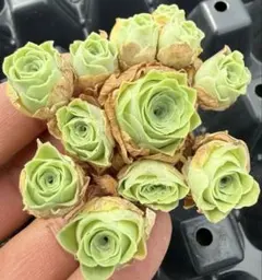 新入荷　グリーノビア　パープルミラー　アエオニウム　多肉植物　I苗のサムネイル