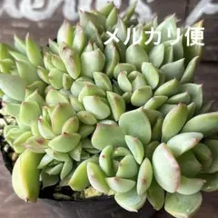 小蝶 ぼのぼのさん苗 抜き苗 - メルカリ