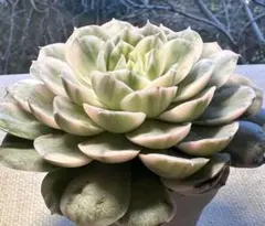 N*o様 4904新入荷　オンスロー錦　エケベリア　多肉植物　撮影1月16日