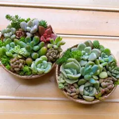 2026年最新】多肉植物 寄せ植え そのまま飾れるの人気アイテム - メルカリ