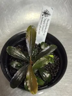 Bucephalandra sp