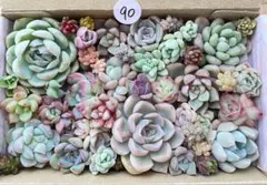 90 多肉植物　多肉弁当　詰め合わせ　寄せ植え　セット　カット苗　韓国苗　セダム