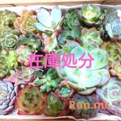 a78多肉植物エケベリア❗訳あり苗＆在庫処分セット❗