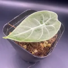 hinanami様 リクエスト 2点 まとめ商品