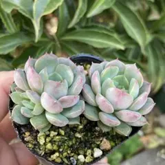 NEW❗️598 多肉植物 エケベリア ピンクダイヤ 抜き苗 4苗セット