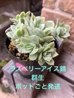 リトープス翠蛾の種子120粒(C388 Steineckeanaステインケアナ) - メルカリ