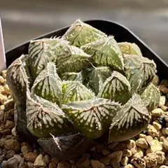 marimari様 リクエスト 3点 まとめ商品